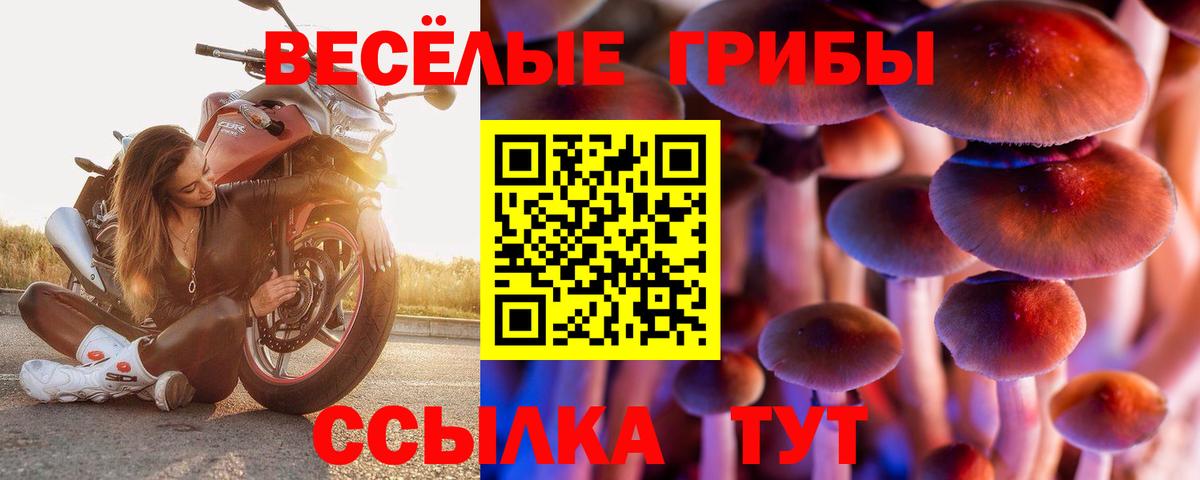 Галлюциногенные грибы Psilocybe  Вход с VPN  Троицк  Галлюциногенные грибы мицелий 